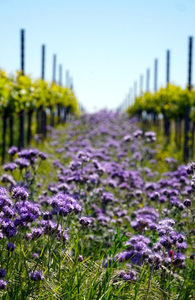 vineyard, wildflowers, nature, flora, vineyard, vineyard, vineyard, vineyard, vineyard