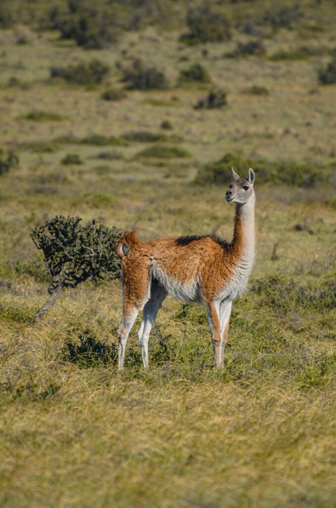 Stunning view of a guanaco standing in the grasslands of Patagonia, Argentina.
